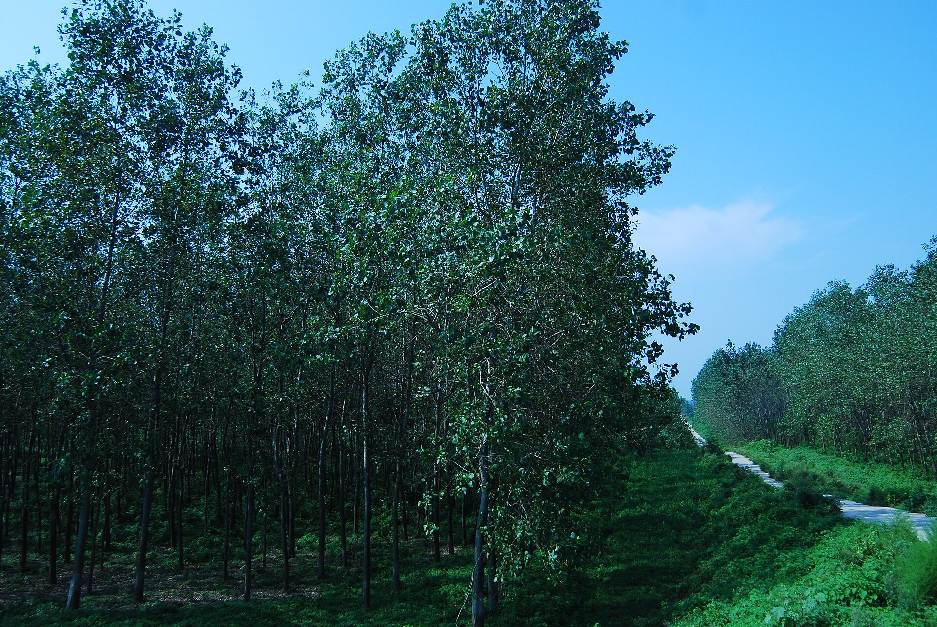 Hunan photo 1