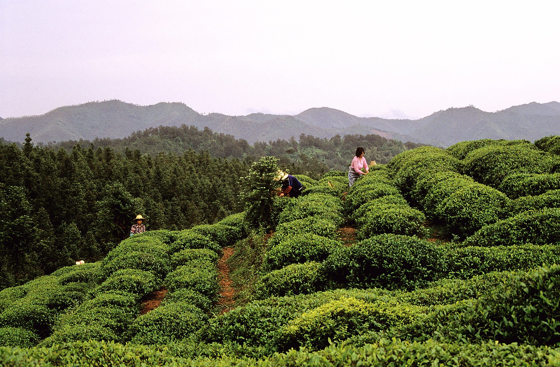 Zhejiang photo 4